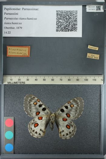 Media type: image;   Entomology 174813